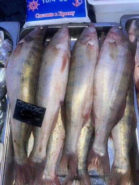 Судак свежий